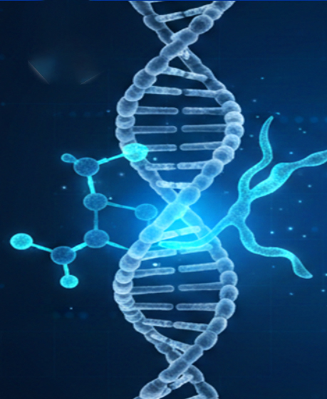 Molecular DNA Analysis