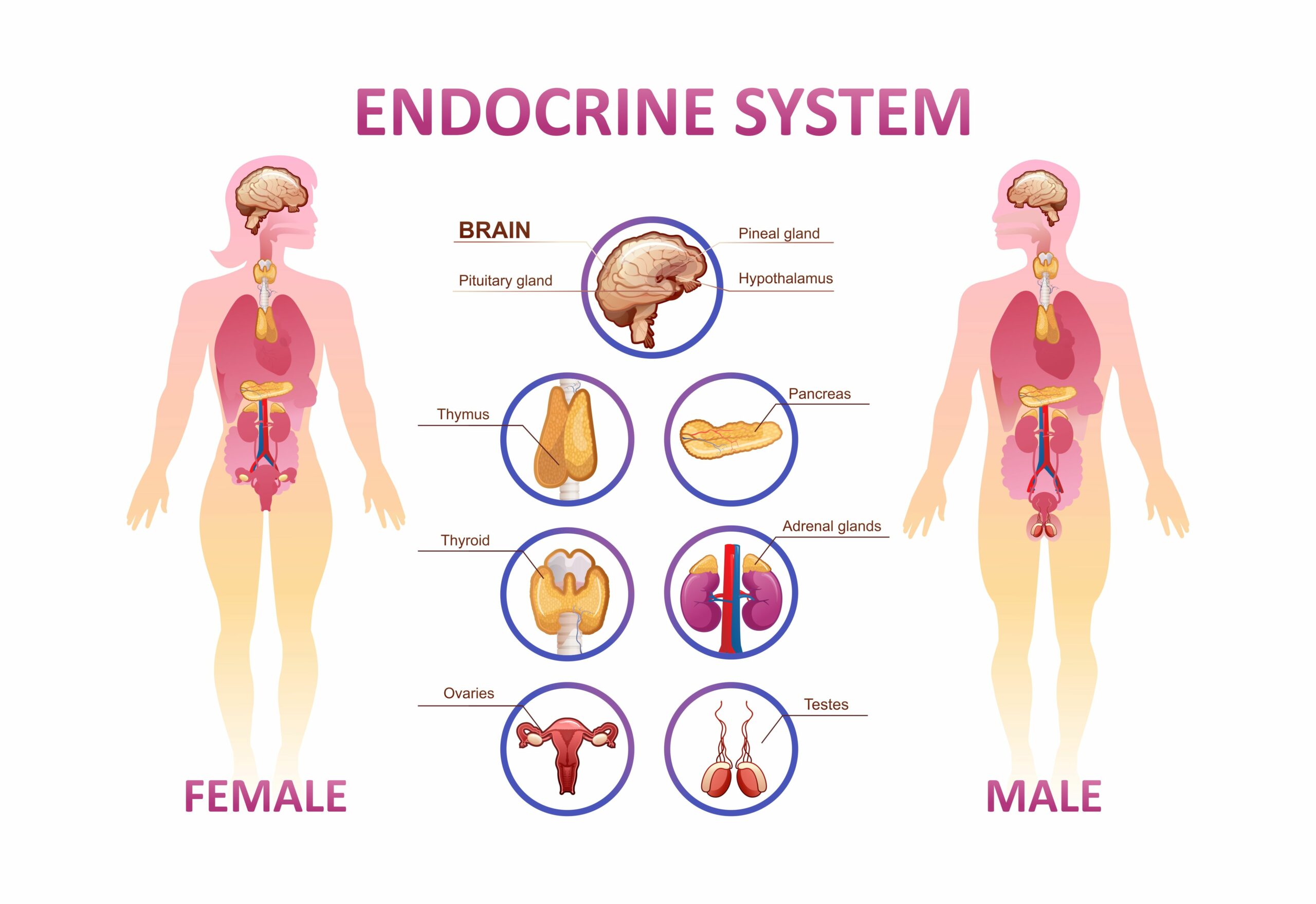 Endocrine System and Major Glands - CMC Vellore